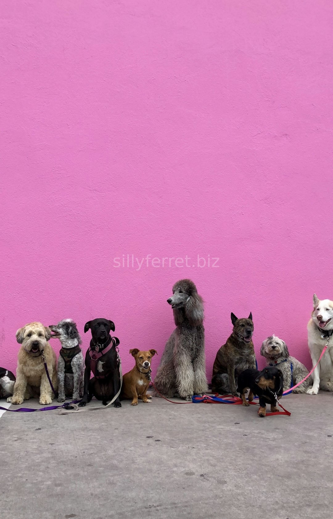 Pet 1